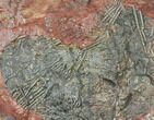 Silurian Fossil Crinoid (Scyphocrinites) Plate - Morocco #134250-2